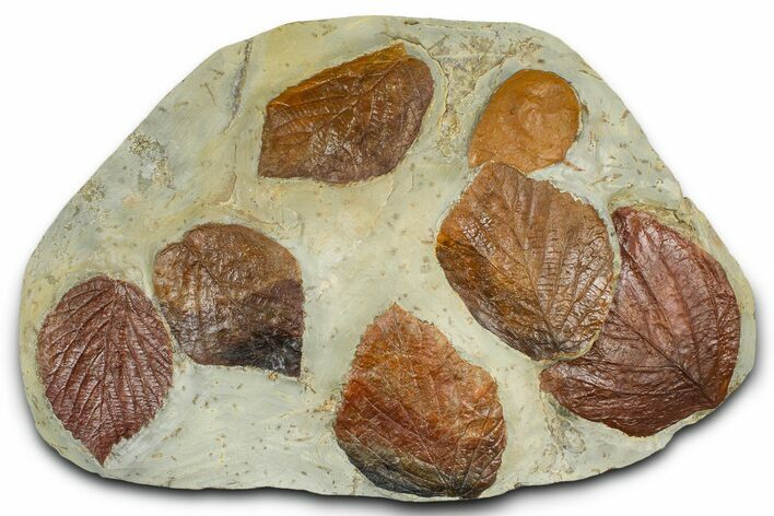 Wide Plate with Seven Fossil Leaves (Four Species) - Montana #377865
